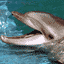 _dolphin_