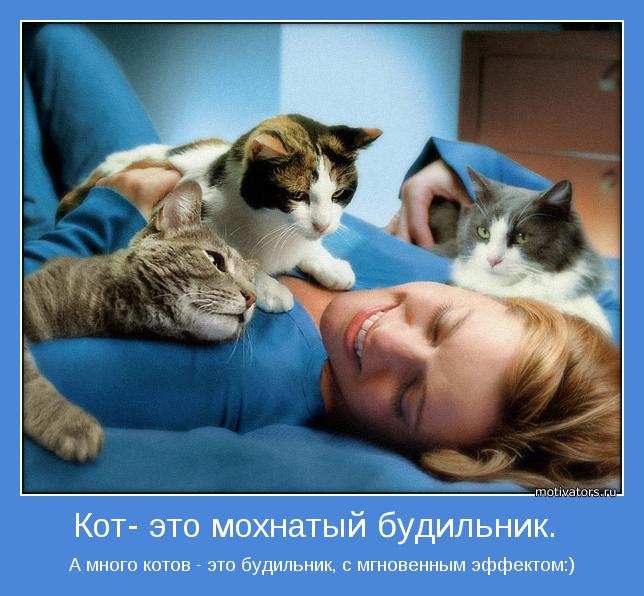А много котов - это будильник, с мгновенным эффектом:)