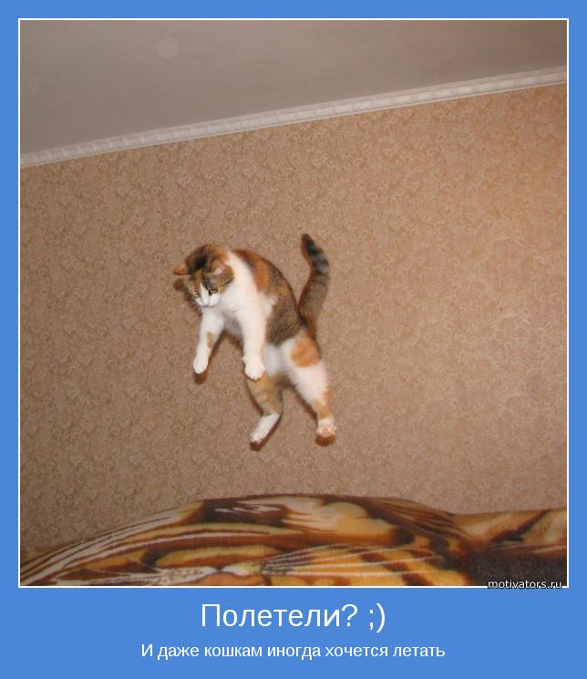 И даже кошкам иногда хочется летать