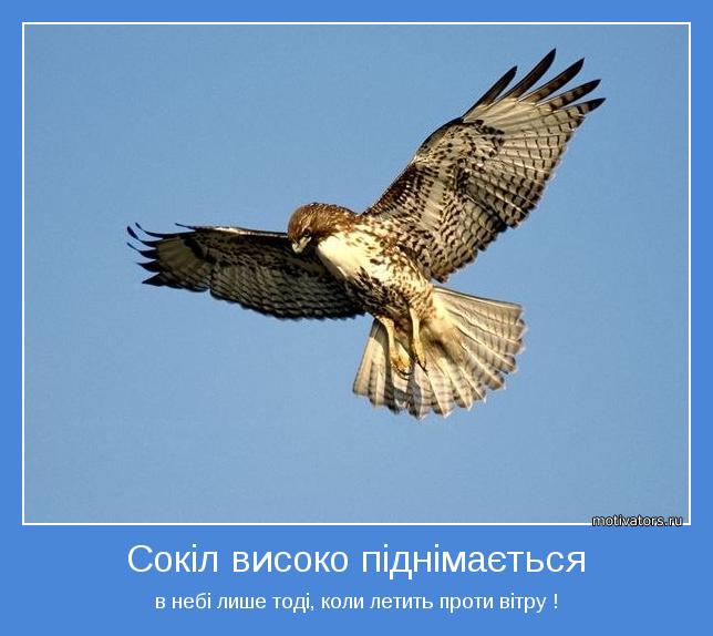 в небі лише тоді, коли летить проти вітру !