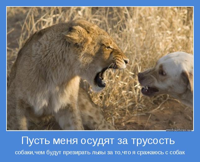 собаки,чем будут презирать львы за то,что я сражаюсь с собак