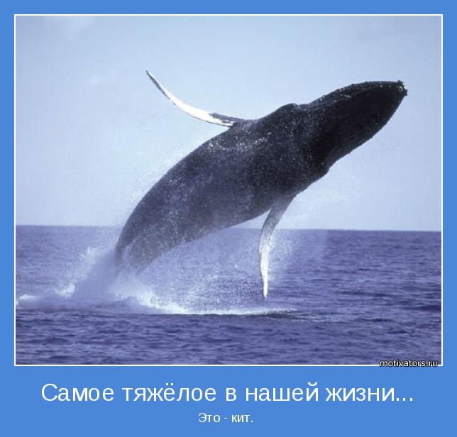 Это - кит. 