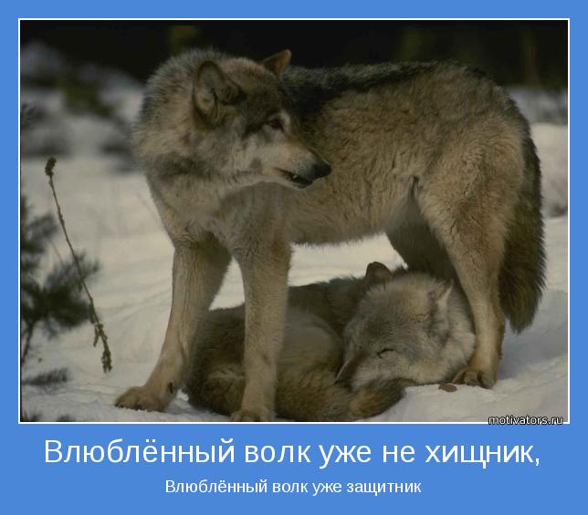 Влюблённый волк уже защитник