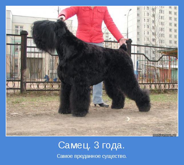 Самое преданное существо.