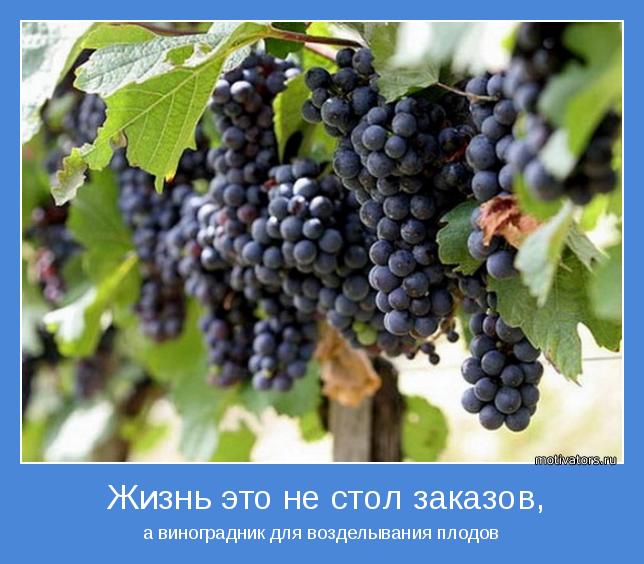 а виноградник для возделывания плодов