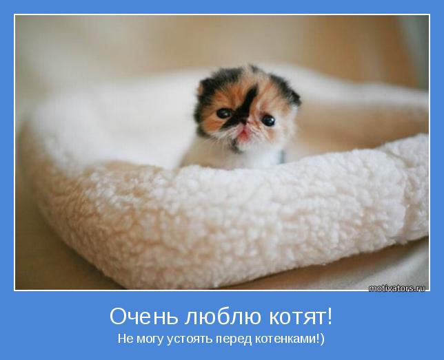 Не могу устоять перед котенками!)