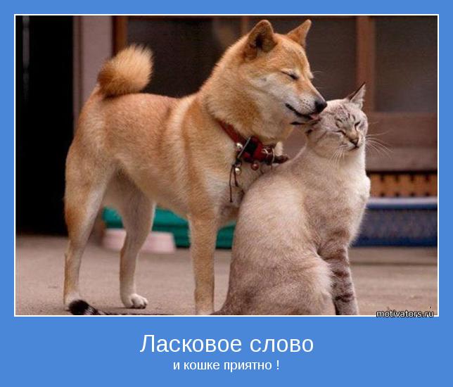 и кошке приятно !