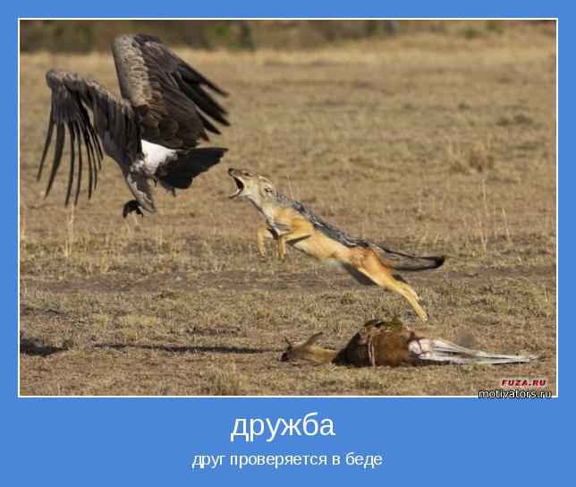 друг проверяется в беде