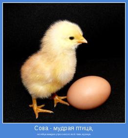 но яйца каждое утро сносит, всё-таки, курица.
