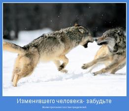 Волки прогоняют из стаи предателей.