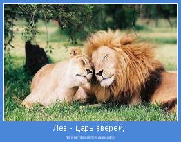 пока не проснется львица!)))