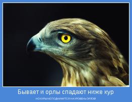 НО КУРЫ НЕ ПОДНИМУТСЯ НА УРОВЕНЬ ОРЛОВ!